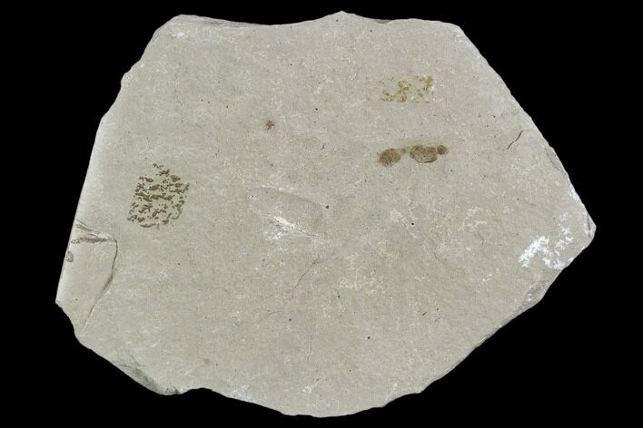 Fossil Ant (Formicidae)- Green River Formation, Utah #108813